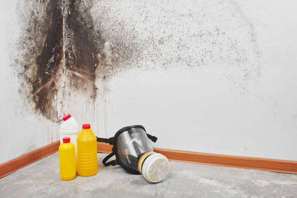 Best Office Mold Removal Services  in Center Point, TX