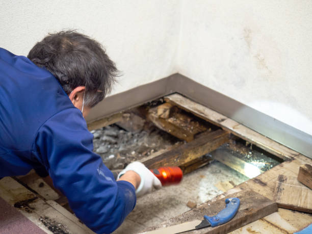 Best Mold Testing and Removal  in Center Point, TX