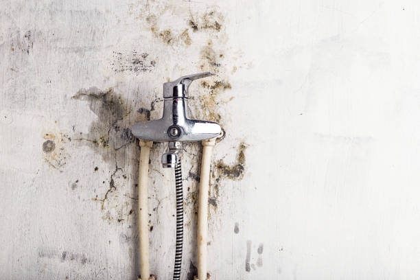 Best Mold Removal and Inspection  in Center Point, TX