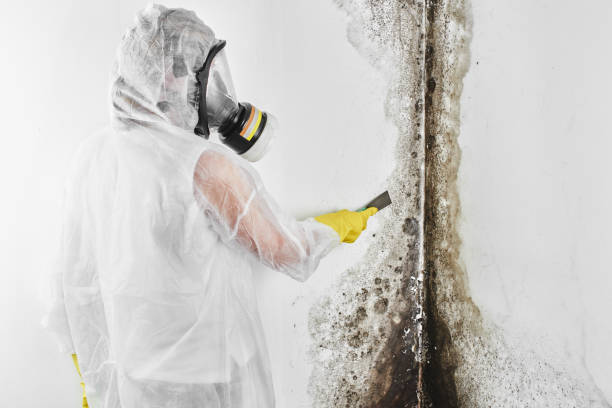 Best Residential Mold Removal  in Center Point, TX
