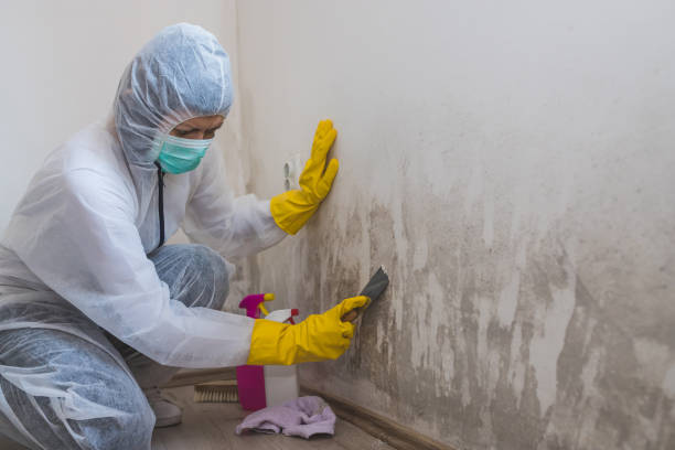 Best Mold Removal Company Near Me  in Center Point, TX