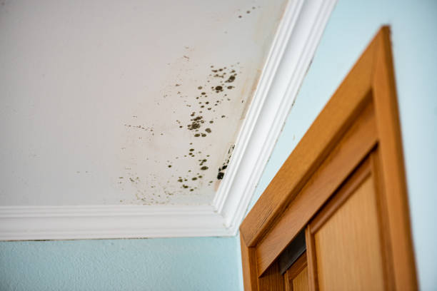 Professional Mold Removal in Center Point, TX