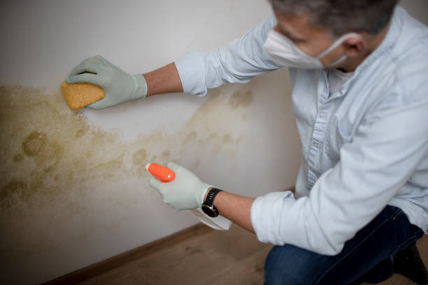 Best Mold Removal Near Me  in Center Point, TX