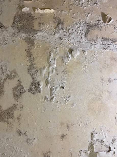  Center Point, TX Mold Removal Pros