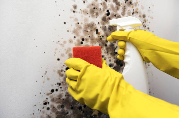 Office Mold Removal Services in Center Point, TX