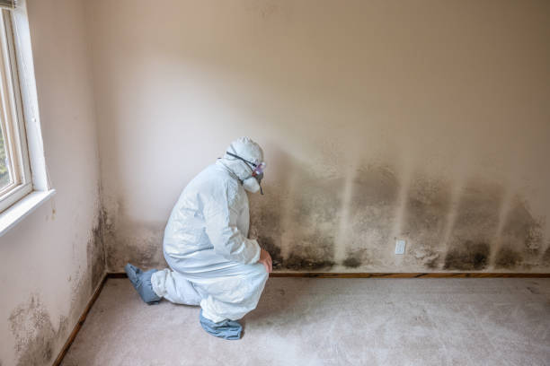 Best Local Mold Removal Service  in Center Point, TX