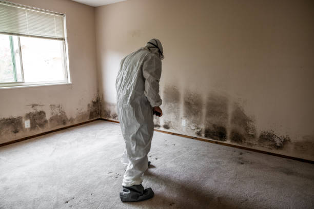 Best Attic Mold Removal  in Center Point, TX