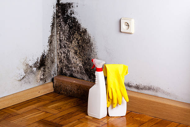 Best Affordable Mold Removal  in Center Point, TX