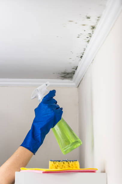 Best Fast Mold Removal  in Center Point, TX